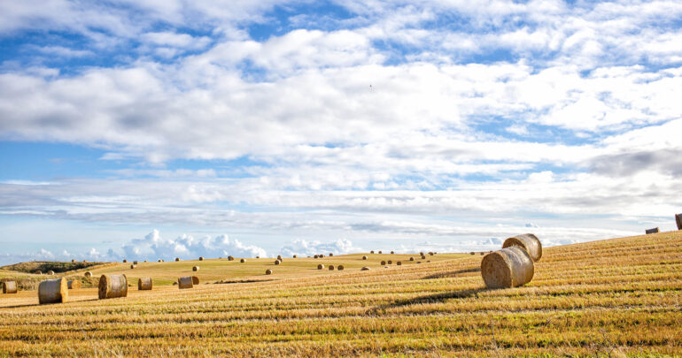 Agricultural Field And Blue Sky