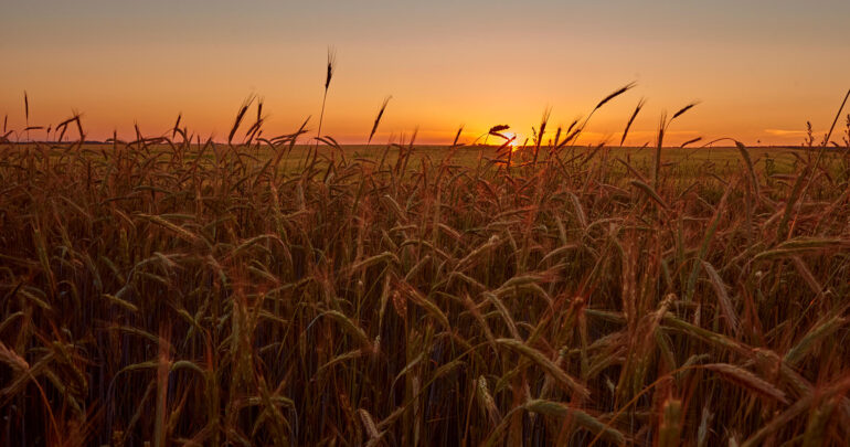 Field In Sunset